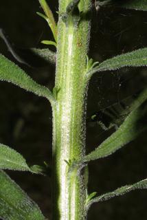 Liatris aspera, stem - showing leaf bases