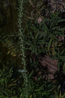Liatris aspera, whole plant - in flower - general view