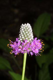 Dalea purpurea, inflorescence - whole - unspecified