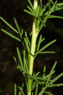 Dalea purpurea, stem - showing leaf bases