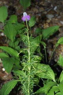 Dalea purpurea, whole plant - in flower - general view