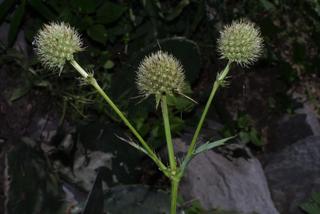 Eryngium yuccifolium, inflorescence - whole - unspecified