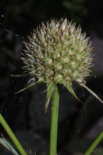 Eryngium yuccifolium, inflorescence - whole - unspecified