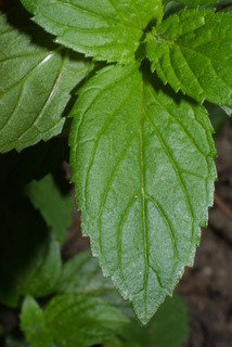 Mentha x piperita, leaf - basal or on lower stem