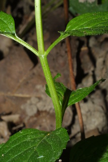 Mentha x piperita, stem - showing leaf bases