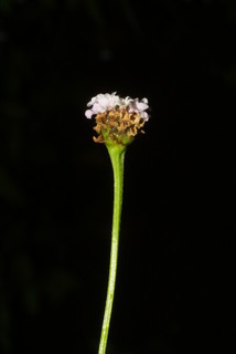 Phyla lanceolata, inflorescence - lateral view of flower