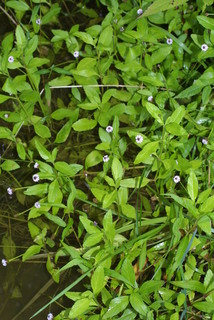 Phyla lanceolata, whole plant - in flower - general view