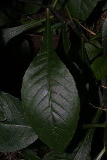 Elephantopus carolinianus, leaf - basal or on lower stem