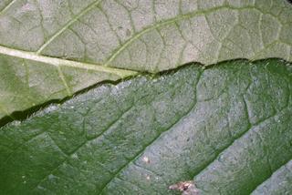 Elephantopus carolinianus, leaf - margin of upper + lower surface
