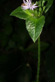 Elephantopus carolinianus, leaf - on upper stem