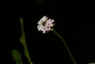 Phyla lanceolata, inflorescence - frontal view of flower