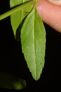 Phyla lanceolata, leaf - basal or on lower stem
