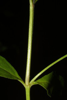 Phyla lanceolata, stem - showing leaf bases