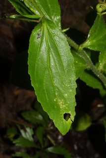 Lobelia inflata, leaf - basal or on lower stem