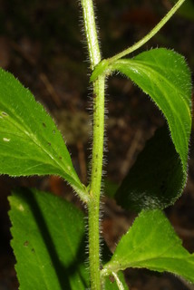 Lobelia inflata, stem - showing leaf bases