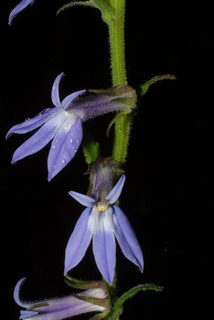 Lobelia puberula, inflorescence - frontal view of flower