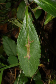 Lobelia puberula, leaf - basal or on lower stem