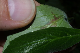 Lobelia puberula, leaf - margin of upper + lower surface