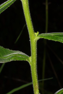Lobelia puberula, stem - showing leaf bases
