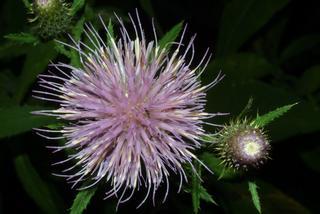 Cirsium altissimum, inflorescence - frontal view of flower