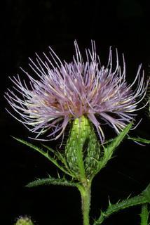 Cirsium altissimum, inflorescence - whole - unspecified
