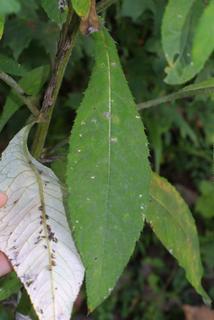 Cirsium altissimum, leaf - basal or on lower stem