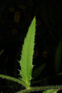 Cirsium altissimum, leaf - on upper stem