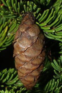 Picea rubens, cone - female - closed