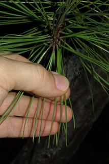 Pinus rigida, leaf - entire needle