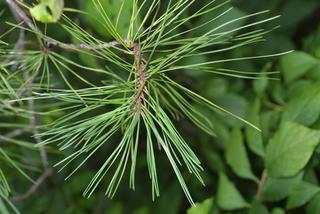 Pinus rigida, leaf - showing orientation on twig