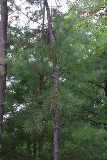 Pinus rigida, whole tree - general
