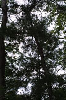 Pinus rigida, whole tree - view up trunk