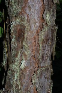 Pinus rigida, bark - of a medium tree or large branch