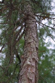 Pinus rigida, bark - of a medium tree or large branch