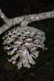 Pinus rigida, cone - female - mature open