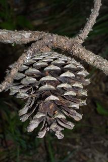 Pinus rigida, cone - female - mature open