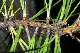 Pinus rigida, twig - showing attachment of needles