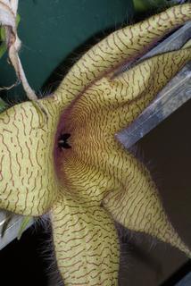 Stapelia gigantea, inflorescence - lateral view of flower