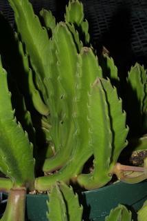 Stapelia gigantea, leaf - basal or on lower stem