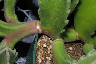Stapelia gigantea, stem - showing leaf bases