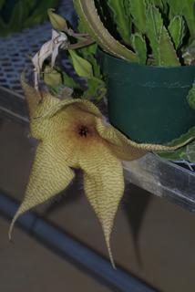 Stapelia gigantea, whole plant - in flower - general view