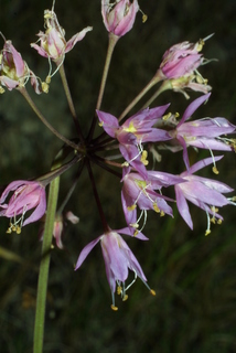 Allium cernuum, inflorescence - whole - unspecified