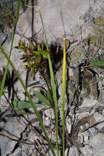 Allium cernuum, leaf - basal or on lower stem