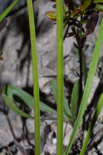 Allium cernuum, stem - showing leaf bases