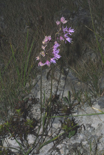 Allium cernuum, whole plant - in flower - general view