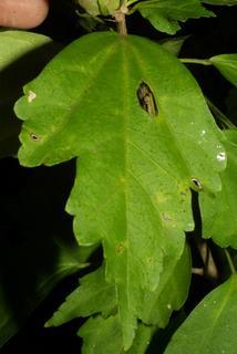 Hibiscus syriacus, leaf - whole upper surface