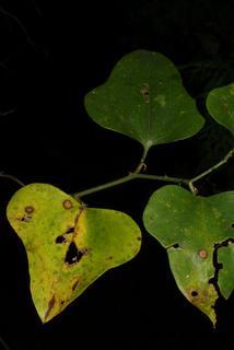 Smilax bona-nox, leaf - showing orientation on twig