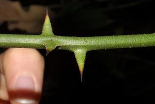 Smilax bona-nox, twig - orientation of petioles