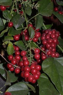 Cocculus carolinus, fruit - as borne on the plant