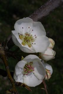 Pyrus communis, inflorescence - frontal view of flower